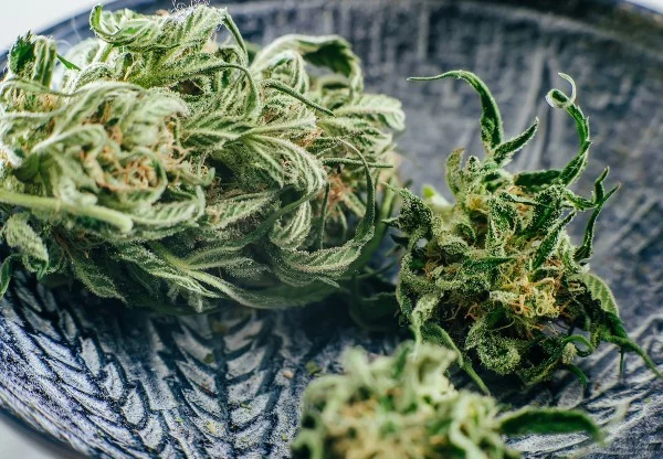 Entourage Effect Massachusetts