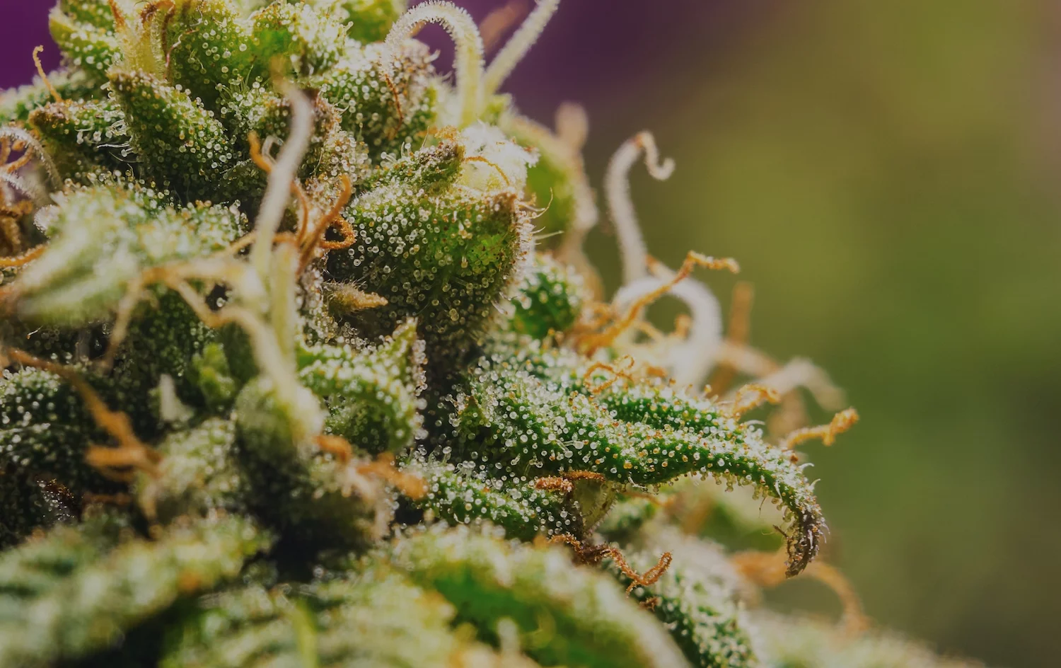 Massachusetts Favorite Cannabis Strain
