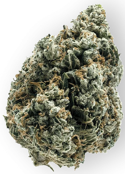 cannabis bud image