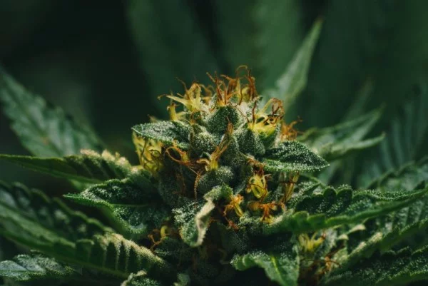 cannabis flowers essex apothecary